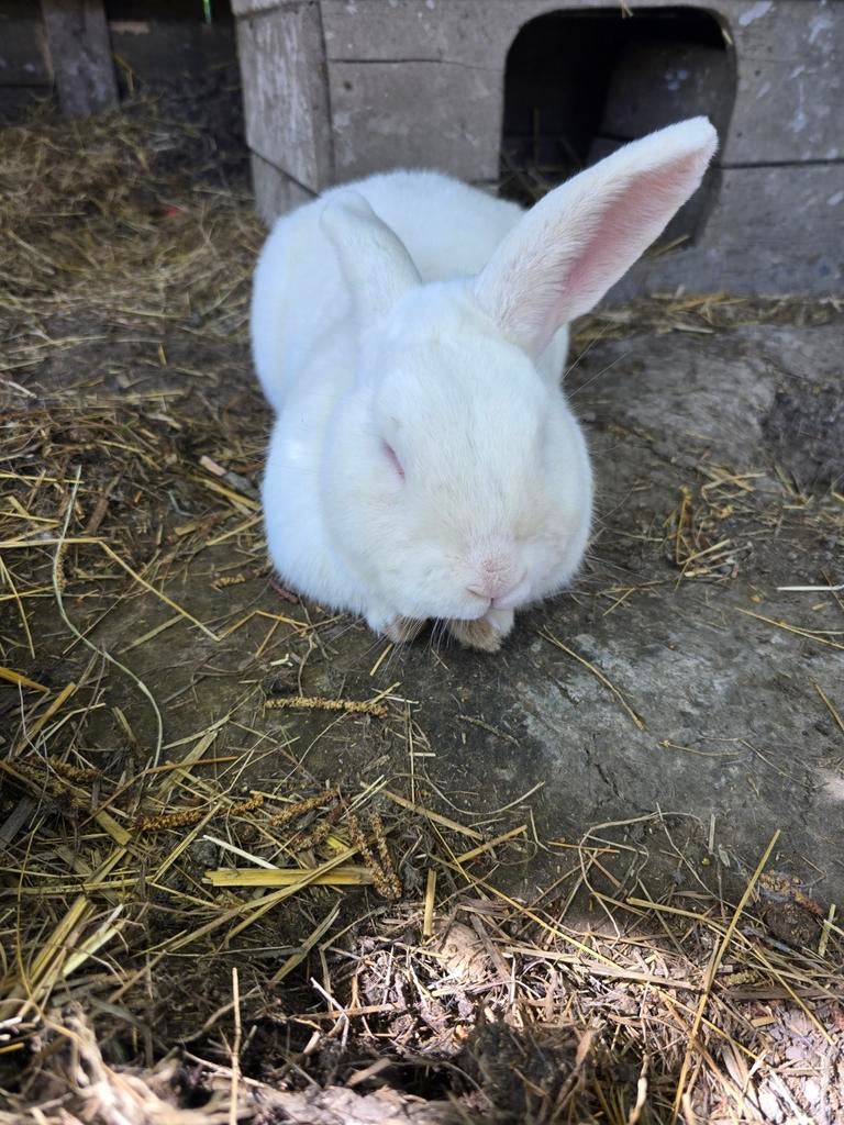 Lief mannetjes konijn!, Dieren en Toebehoren, Konijnen, Mannelijk