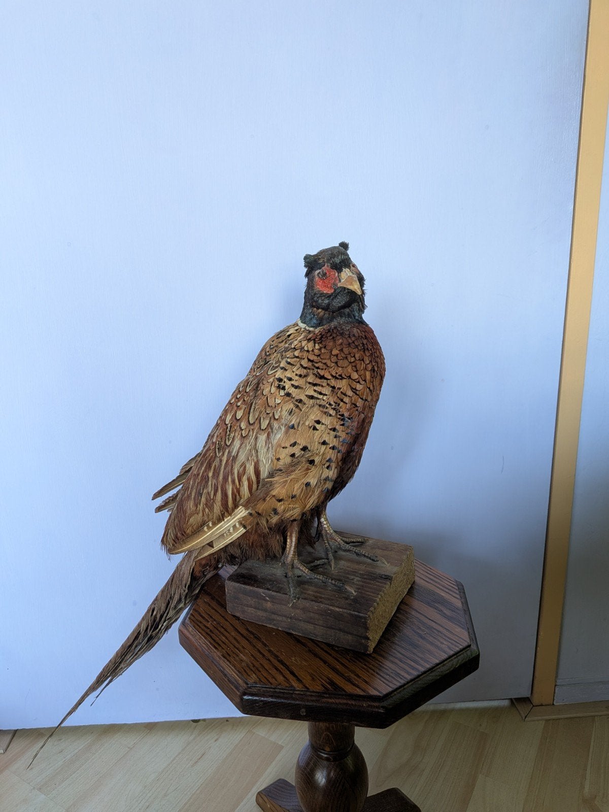 mooie opgezette fazant taxidermie, Ophalen, Gebruikt, Vogel, Opgezet dier