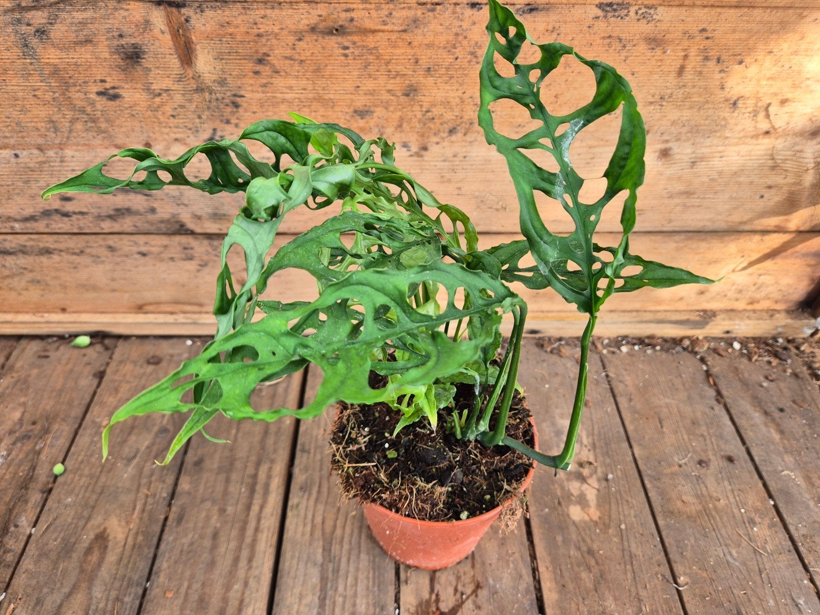 Monstera Obliqua Peru p12, meerdere vergelijkbare exemplaren