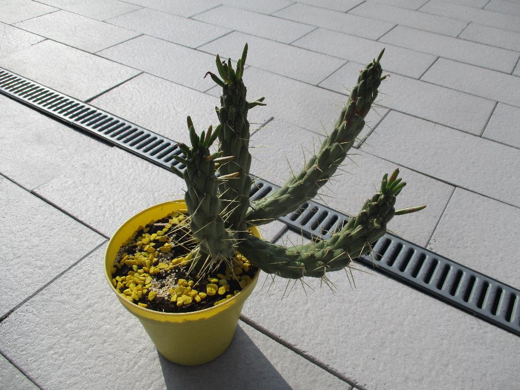 cactus voor buiten, Tuin en Terras, Volle zon, Vaste plant, Bloeit niet, Ophalen