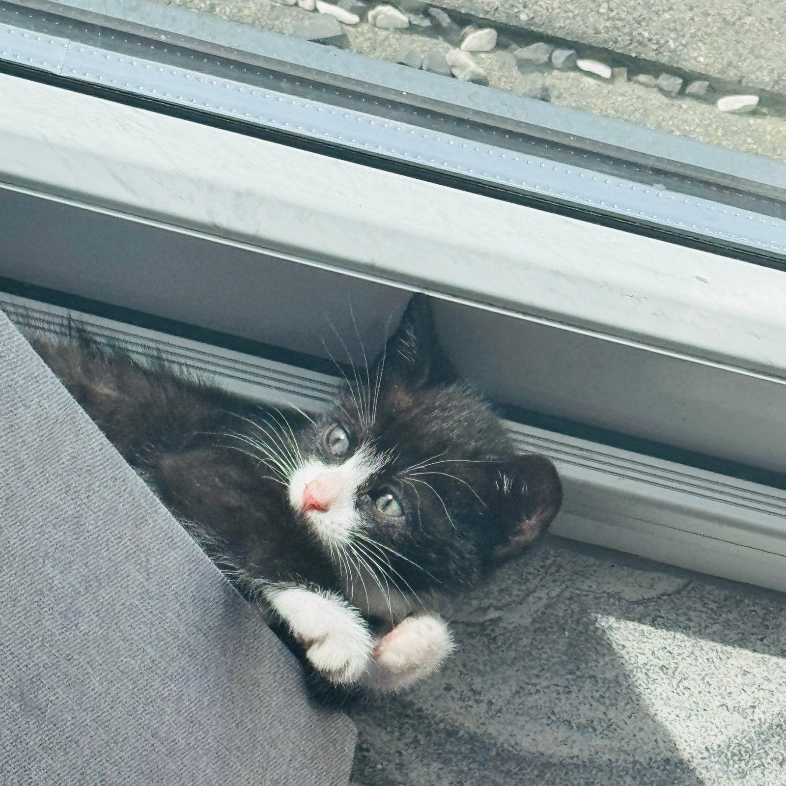 3 kittens 10 weken oud, Dieren en Toebehoren, Meerdere dieren, Kortharig, 0 tot 2 jaar