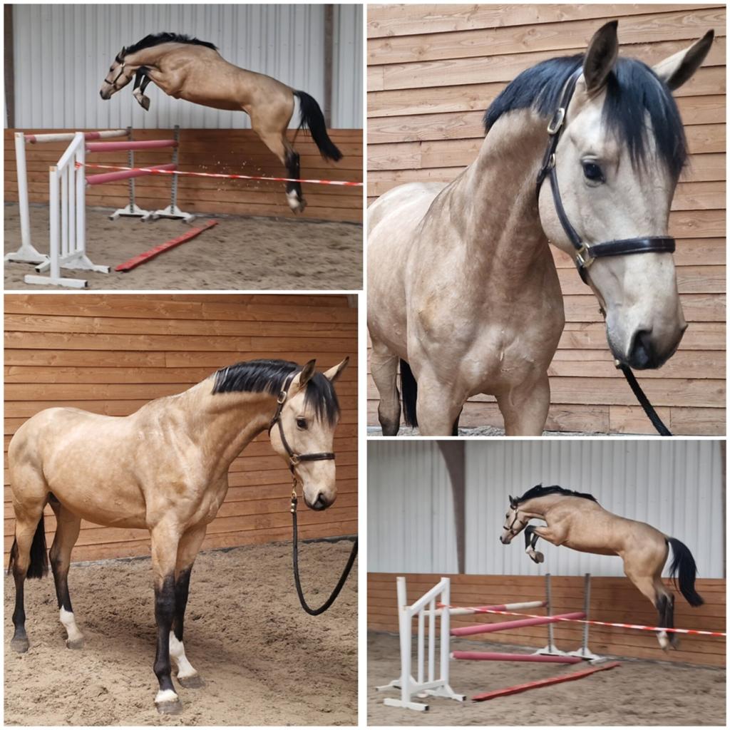 Supergave 3 jarige springgefokte valkhengst, Dieren en Toebehoren, Met stamboom, Springpaard, 175 cm of meer, Hengst