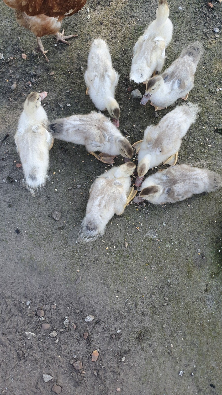 Jonge muskuseenden, Dieren en Toebehoren, Pluimvee, Meerdere dieren, Kip