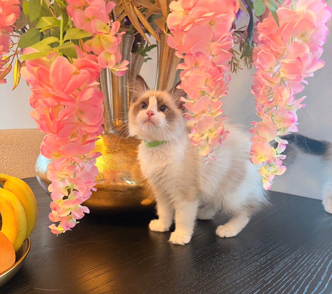 Ragdoll kittens met stamboom - Mogen het nest verlaten, Meerdere dieren, Met stamboom, 0 tot 2 jaar