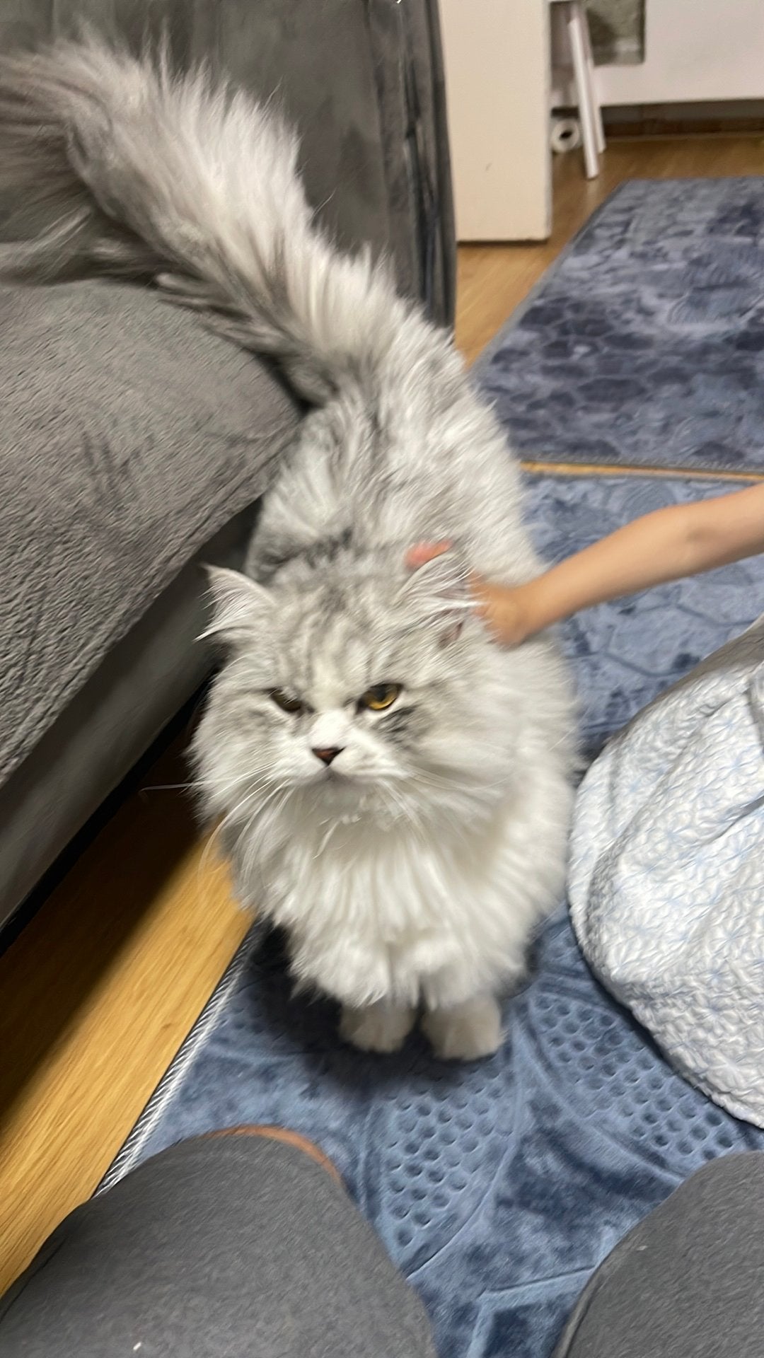 Perziesche langhaarige kitten, Kater, 0 tot 2 jaar