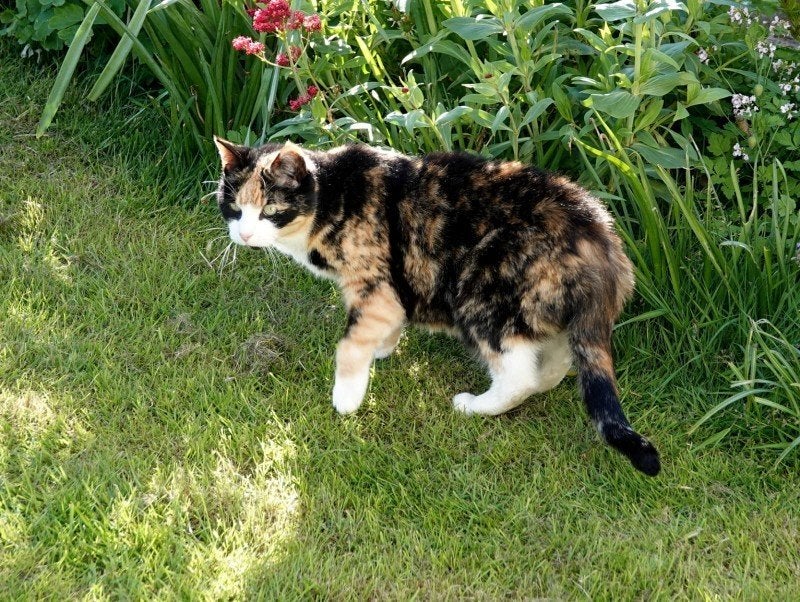Lieve poes zoekt nieuw thuis, Poes, Kortharig, 6 jaar of ouder