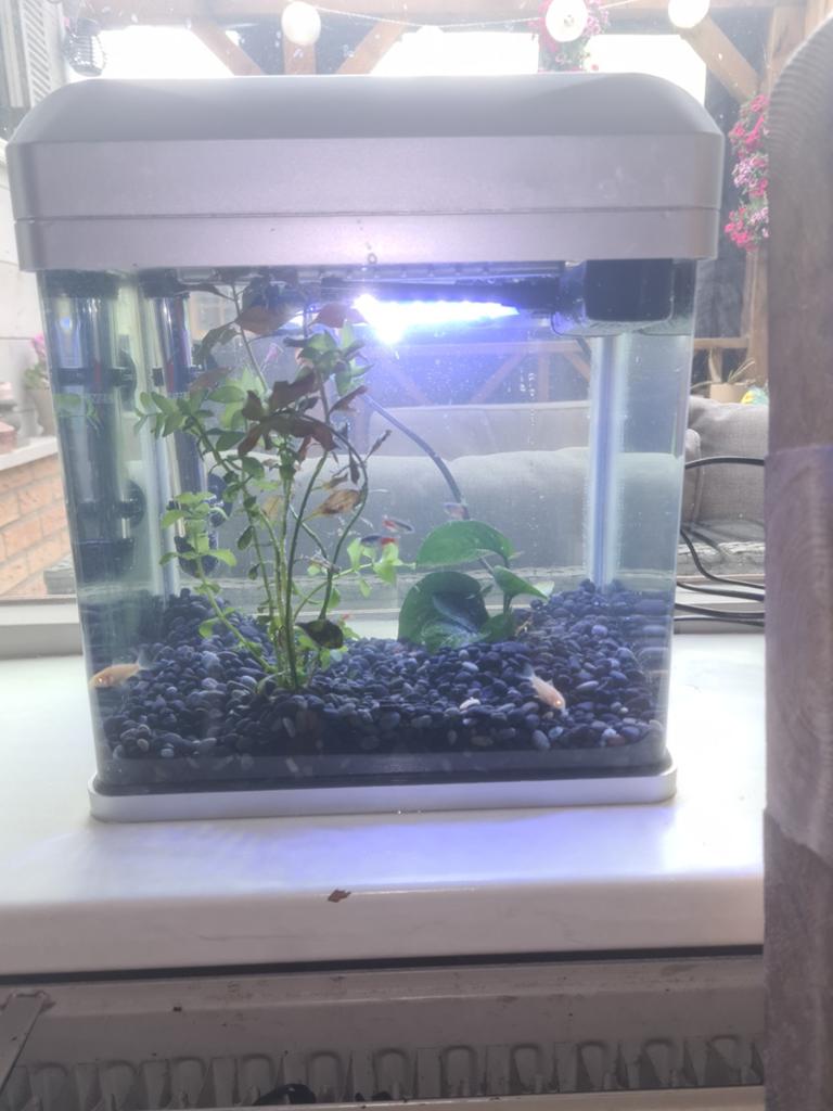 Aquarium met 5 visjes! ❗️OF ALLEEN DE VISSEN❗️Moet nu weg‼️, Dieren en Toebehoren, Vissen | Aquaria en Toebehoren, Ophalen, Gevuld zoetwateraquarium