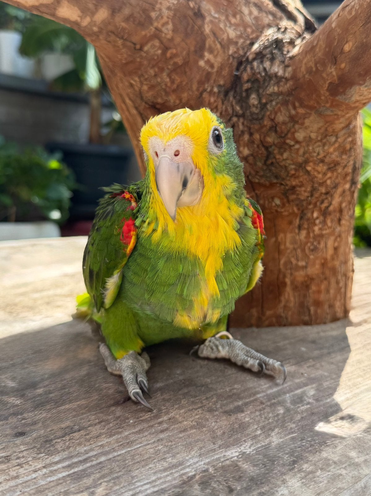Jonge Dubbele Geelkop Amazone | handtam, Dieren en Toebehoren, Mannelijk, Papegaai, Pratend