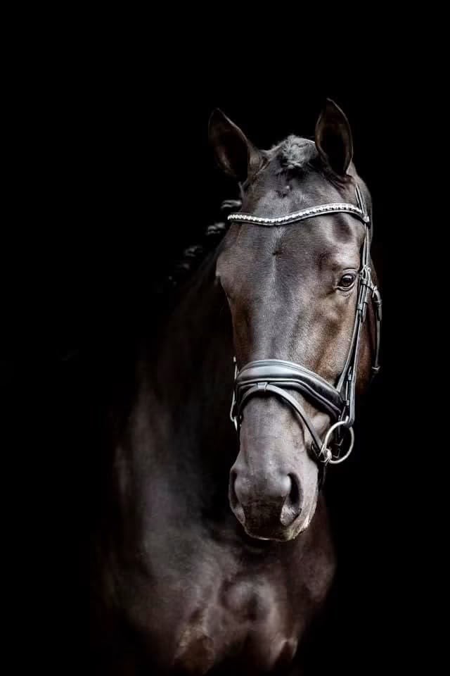Eyecatcher v Zonik, Dieren en Toebehoren, Paarden, Merrie, Met stamboom, Dressuurpaard, 170 tot 175 cm