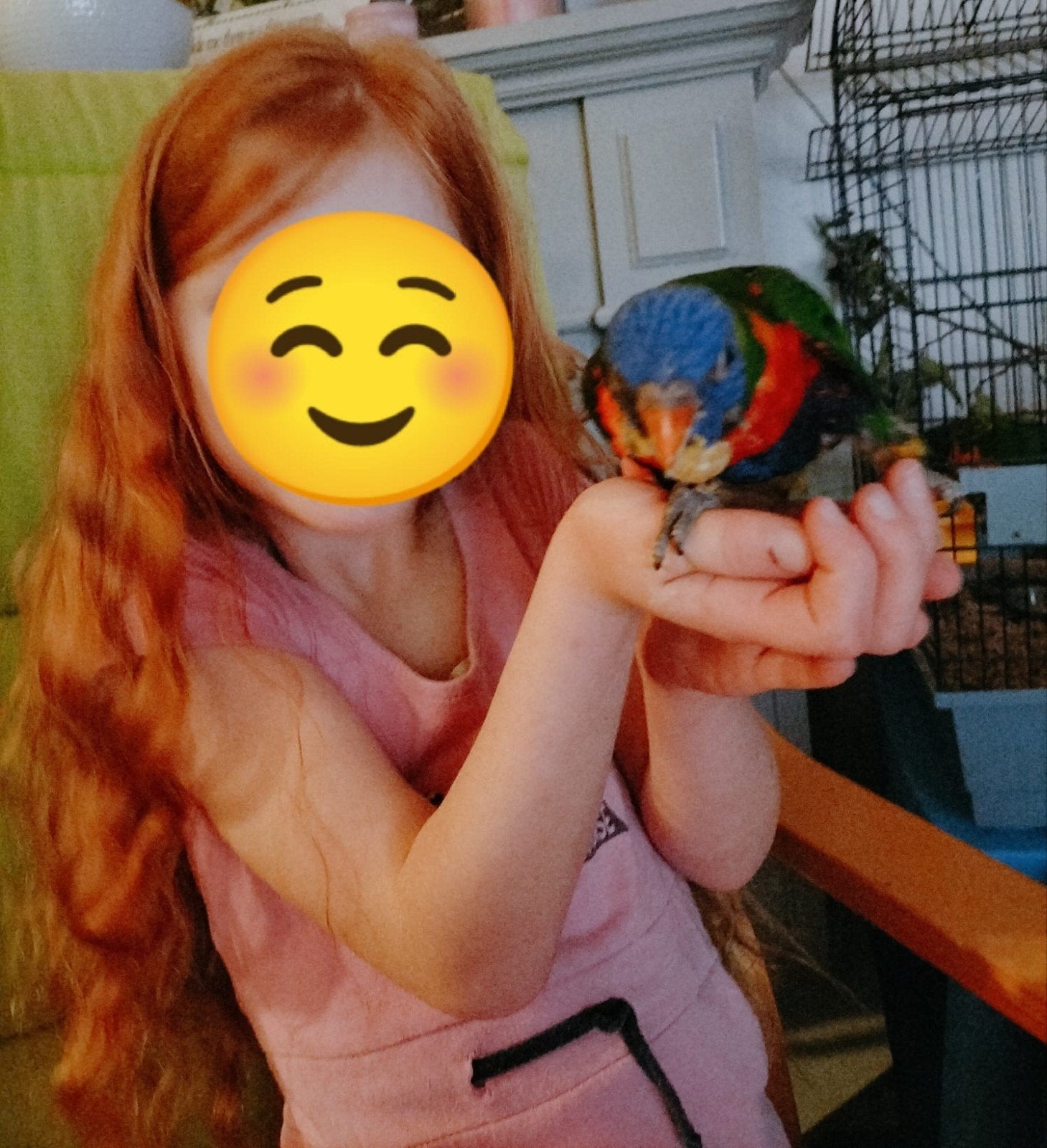 1 super tam lori van de blauwe bergen, Dieren en Toebehoren