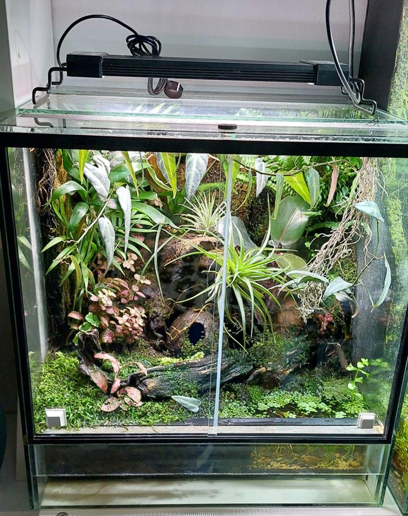 Terrarium/ paludarium  40 x 40 x 40, Dieren en Toebehoren, Reptielen en Amfibieën | Toebehoren, Ophalen