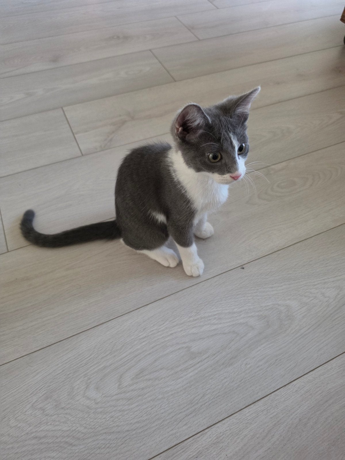 kitten, Dieren en Toebehoren, Katten en Kittens | Overige Katten, Kater, 0 tot 2 jaar