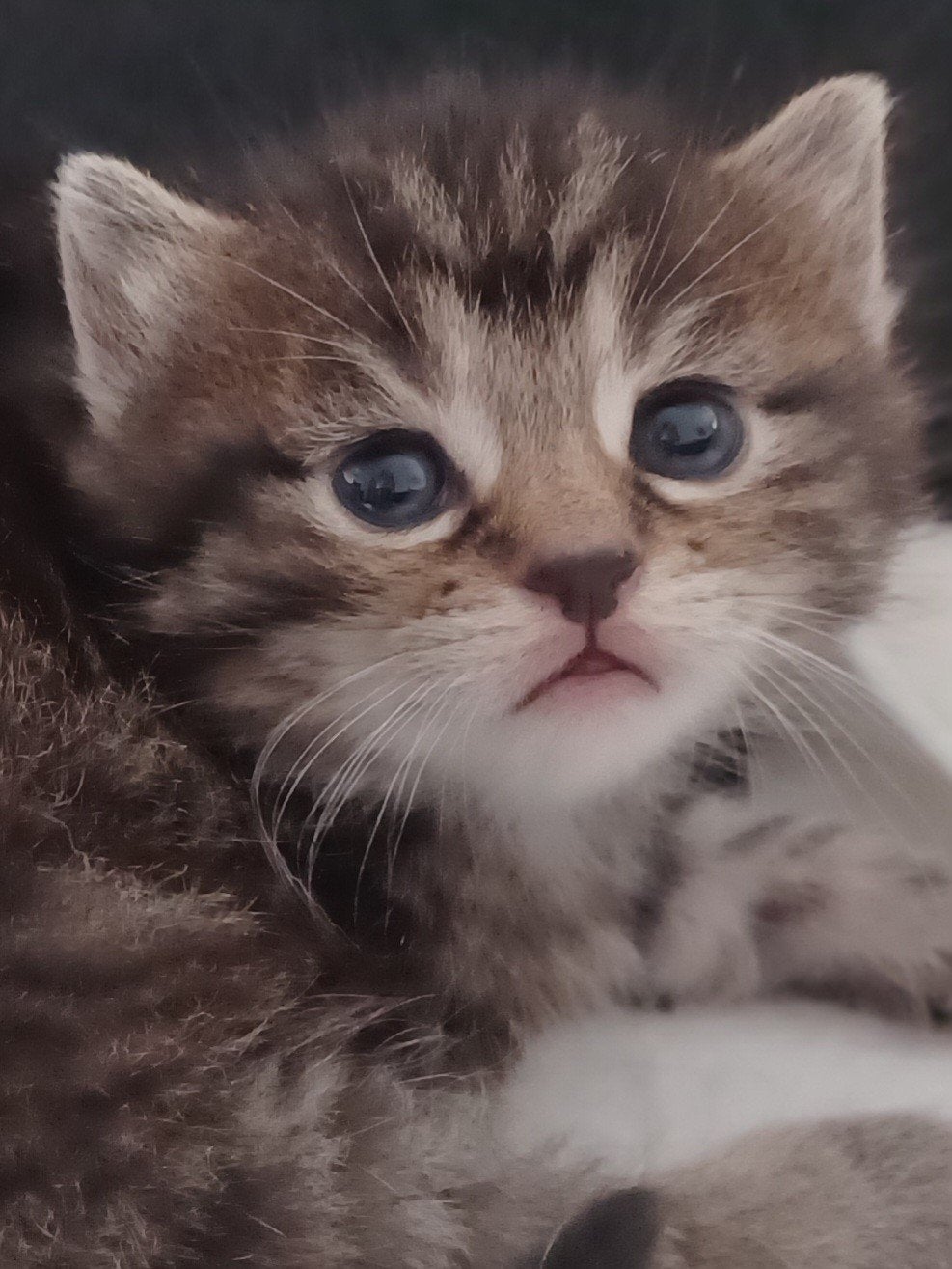 Brits korthaar x Europees korthaar, Poes, 0 tot 2 jaar