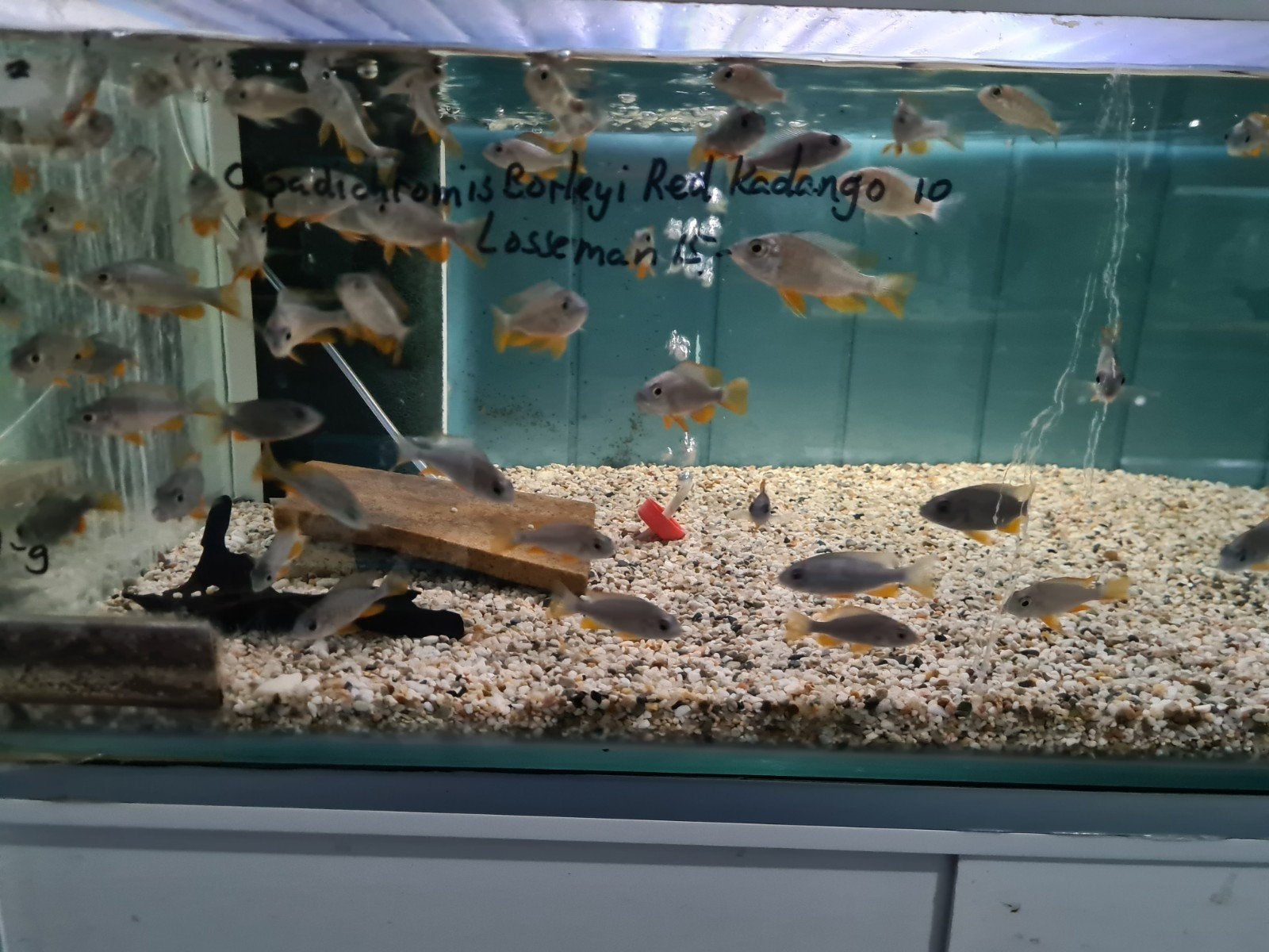 Copadichromis Borleyi Red Kadango Malawi Cichliden, Dieren en Toebehoren, Vis, Zoetwatervis