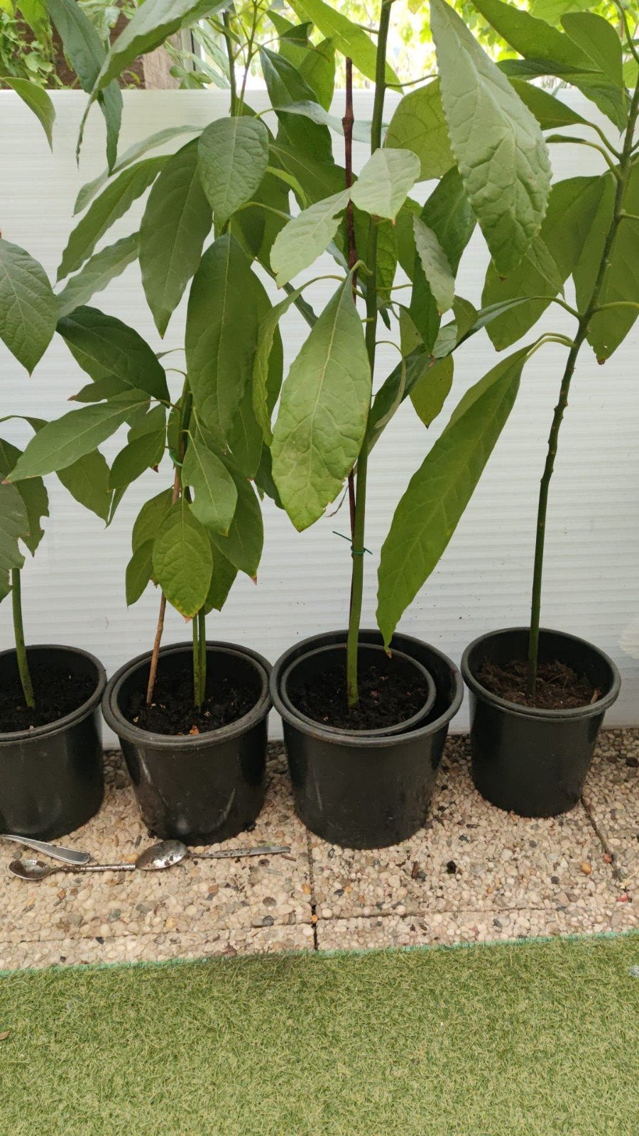 Avocado plant te koop, Ophalen, 100 tot 250 cm, Overige soorten, Zomer