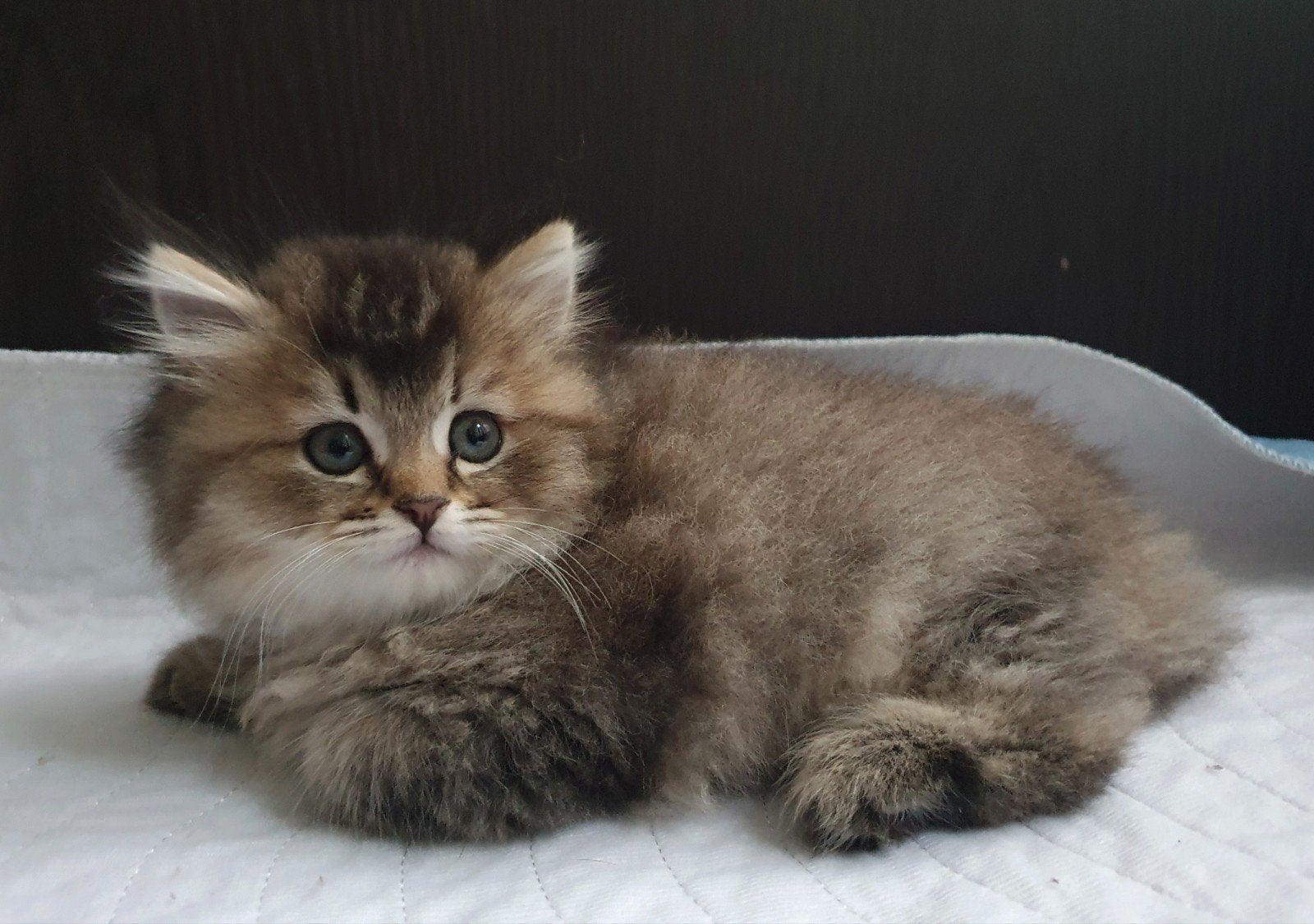 Britse Korthaar Langhaar kittens, tabby, shaded, point, Dieren en Toebehoren, Katten en Kittens | Raskatten | Korthaar, Meerdere dieren
