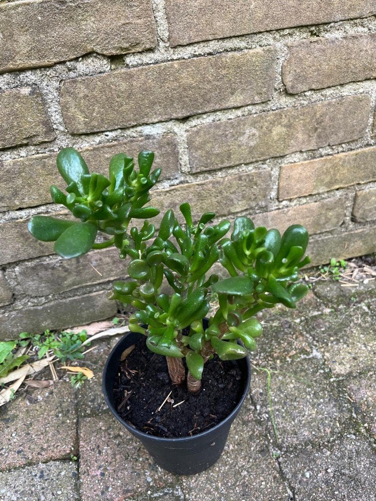 Ogre's ear-Crassula ovata, Ophalen, Halfschaduw, Minder dan 100 cm