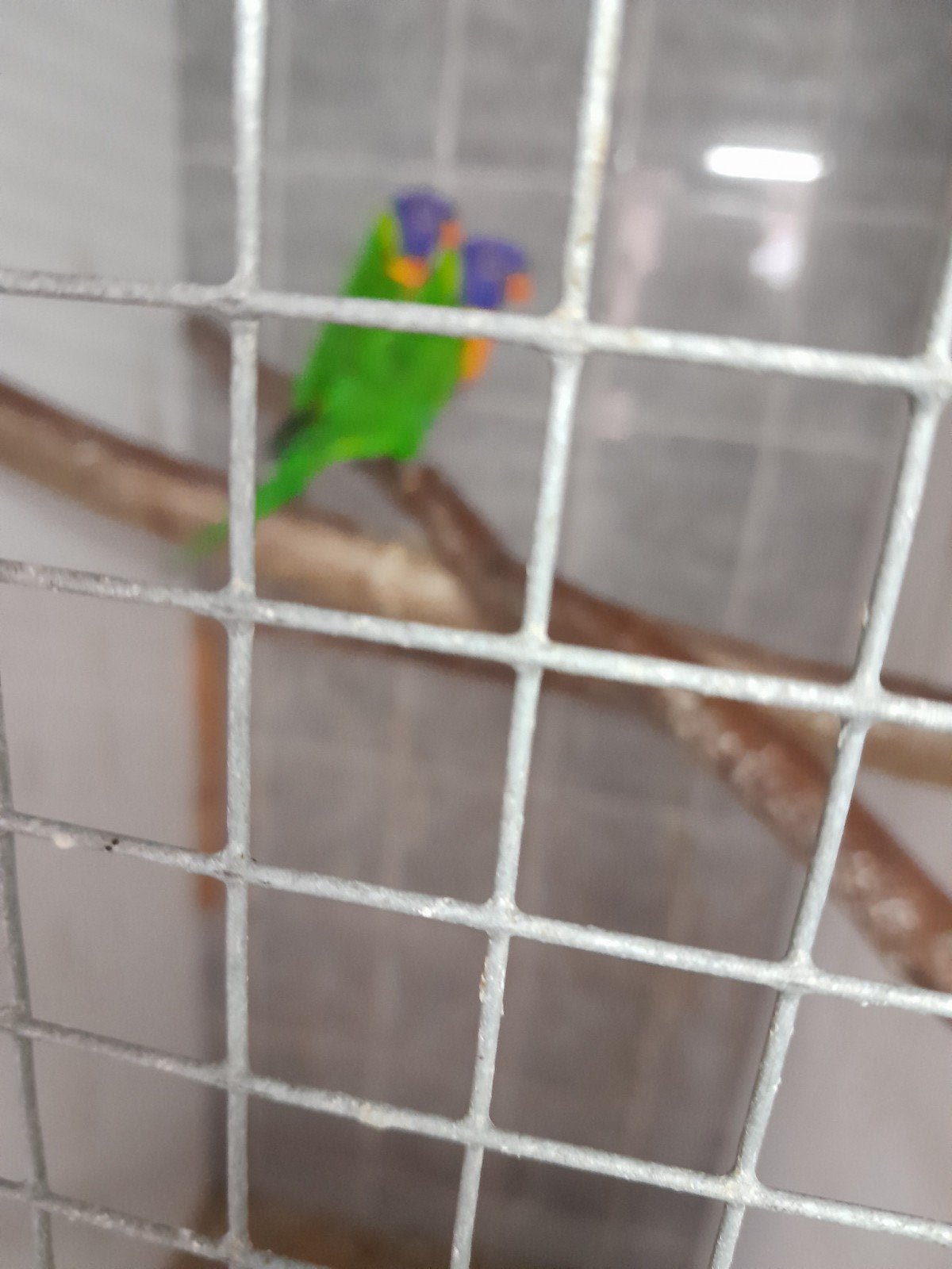 vogels, Vrouwelijk, Parkiet