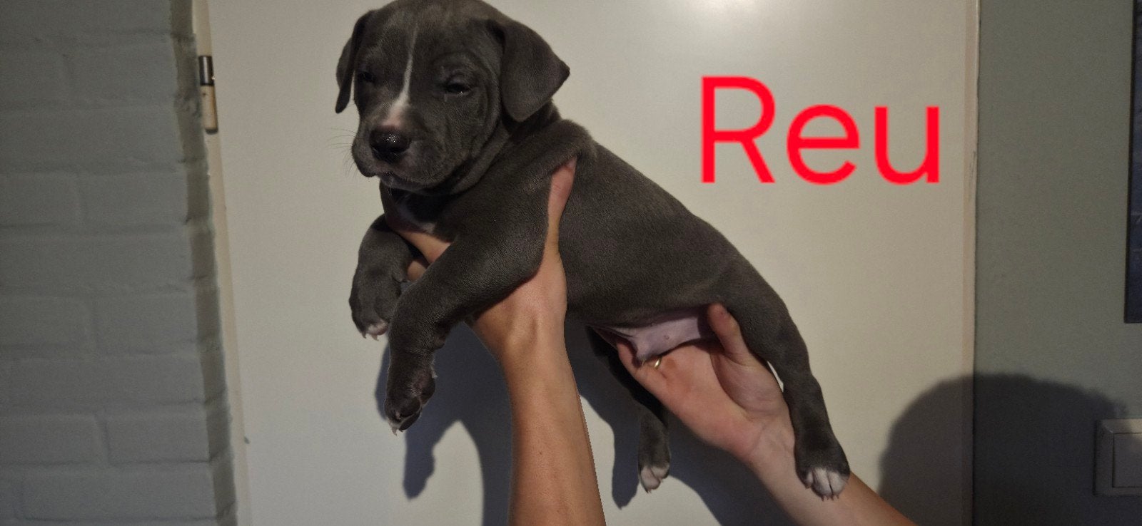 eenmalige unieke pups, 8 tot 15 weken, Bulldog, Meerdere, Meerdere dieren