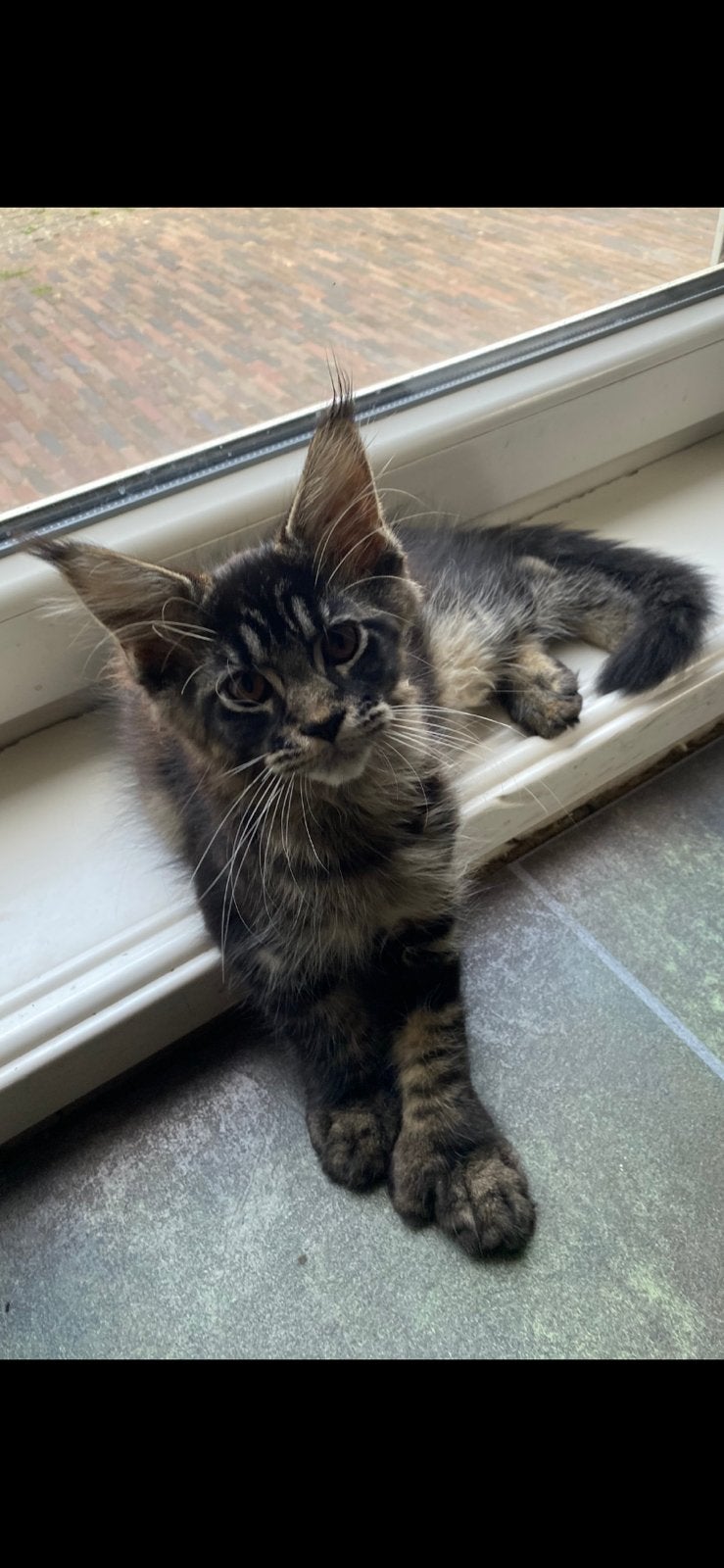 XL Maine Coon kittens, Dieren en Toebehoren, Meerdere dieren, Met stamboom, 0 tot 2 jaar