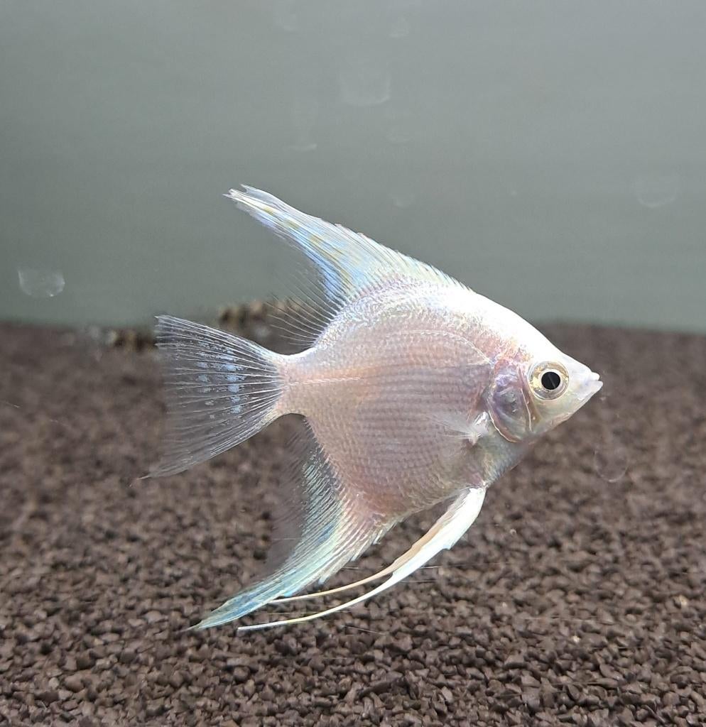 Maanvis platinum (Pterophyllum scalare), Vis, Zoetwatervis, Schoolvis