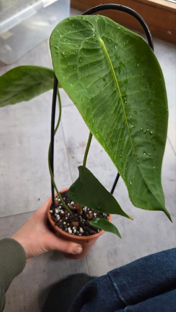 Anthurium peltigerum, Huis en Inrichting, Kamerplanten, Ophalen of Verzenden, Vetplant, Halfschaduw, Minder dan 100 cm