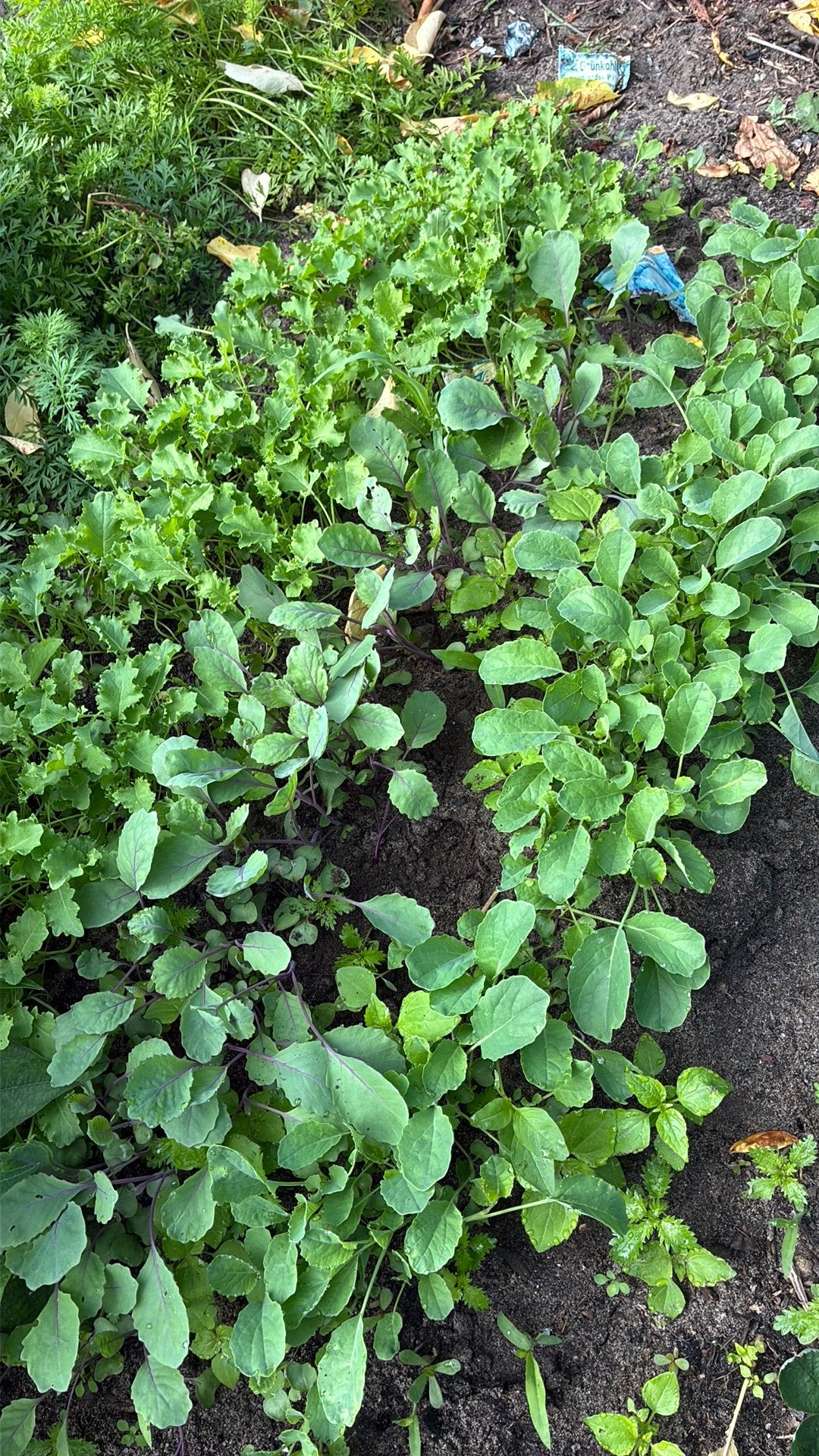 Koolplanten div soorten boerenkool, Ophalen of Verzenden, Eenjarig, Overige soorten, Volle zon