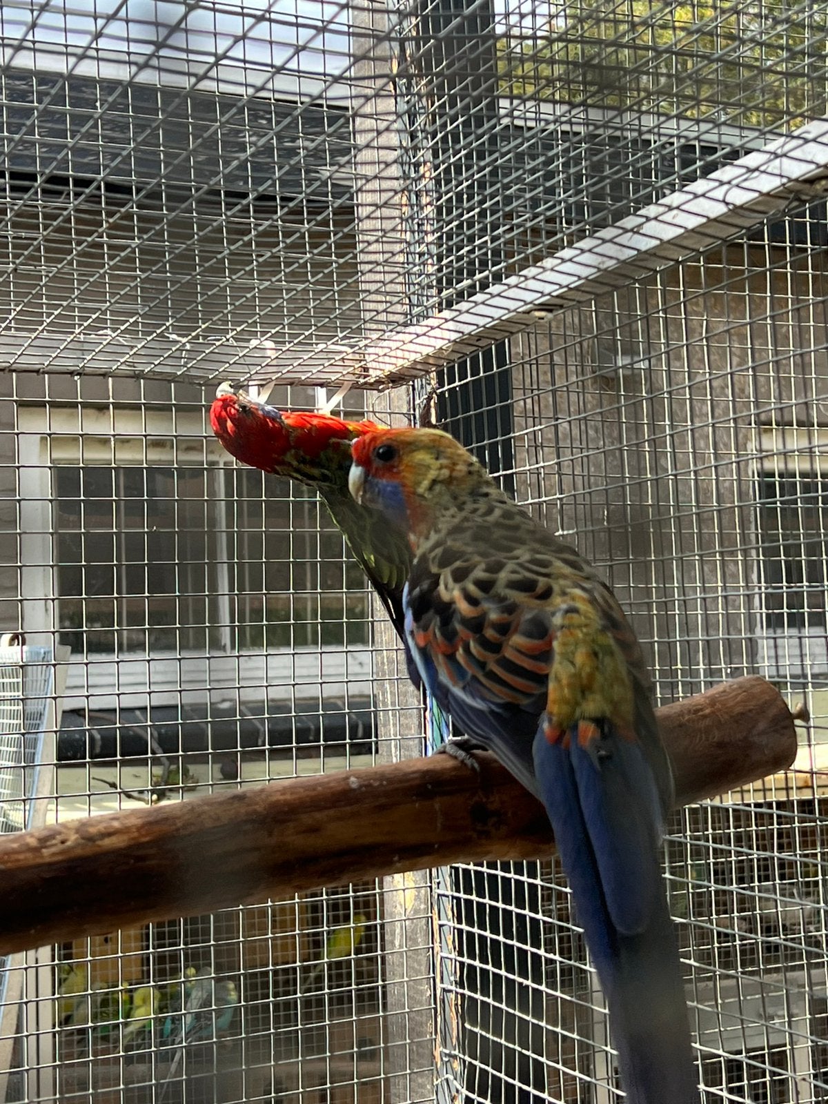 Rosella’s, Meerdere dieren, Parkiet