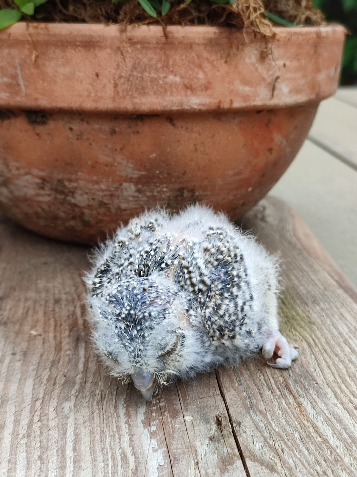 Otus choliba tarsel, Dieren en Toebehoren, Vogels | Overige Vogels, Mannelijk, Roofvogel, Geringd
