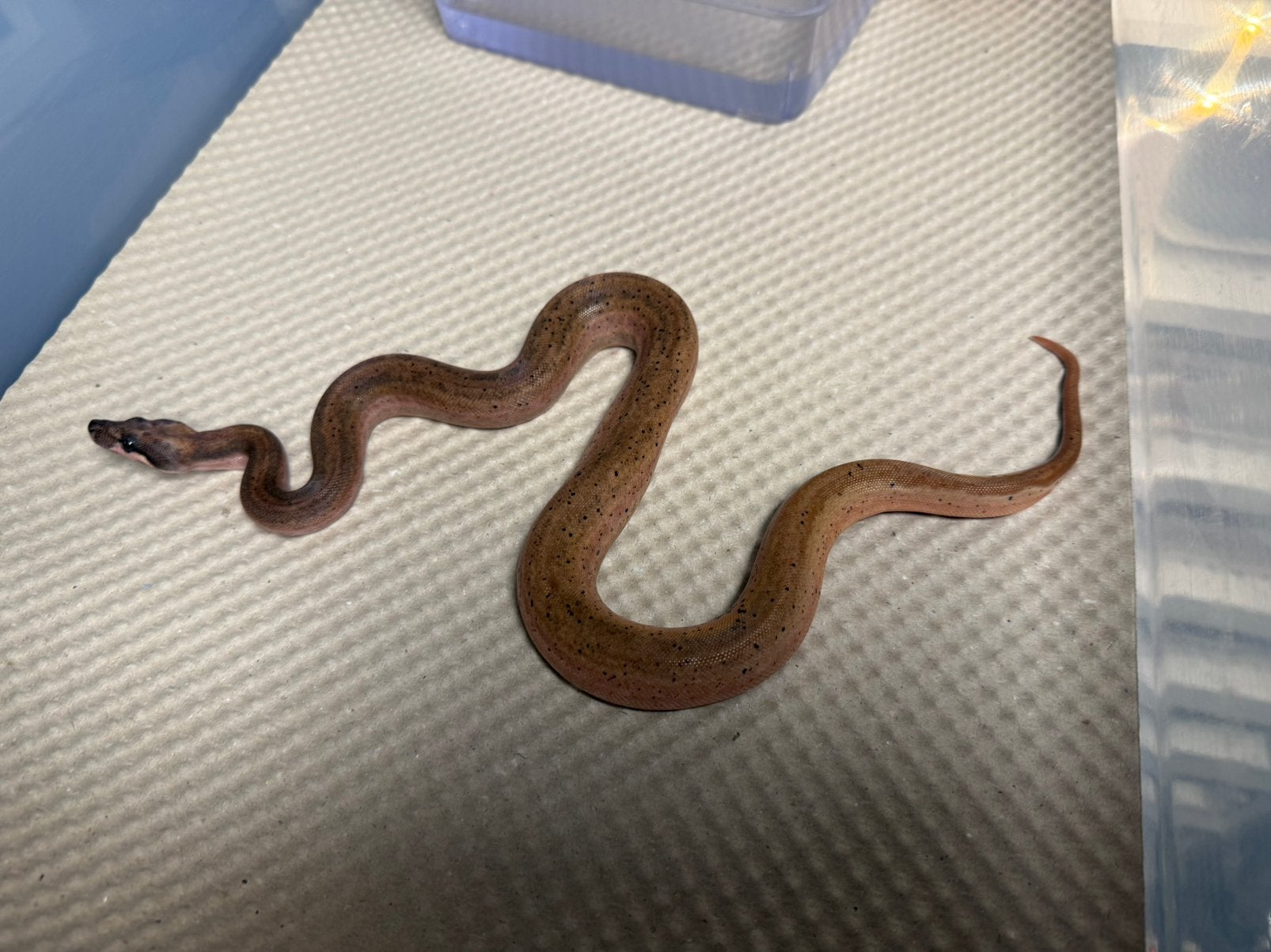 Boa constrictor.   Hypo eclipse. 0.1. Nk 2026. Boa Constrictor photo 3