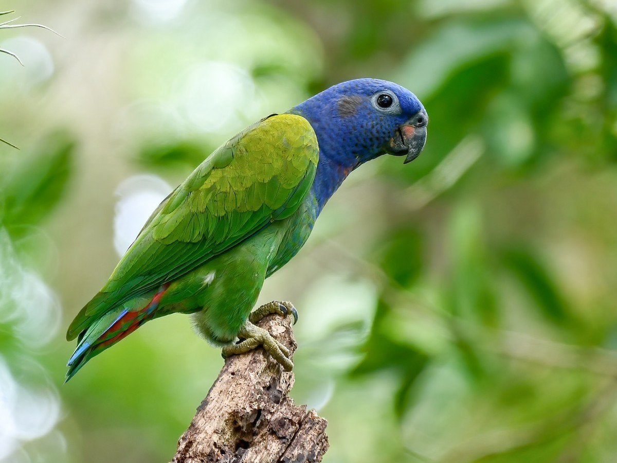 Broedrijp koppel pionus menstruus, Dieren en Toebehoren, Meerdere dieren, Papegaai, Geringd