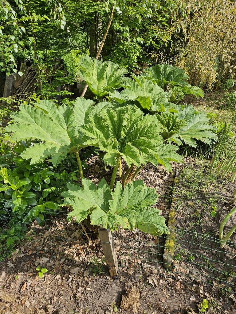 Gunnera Manicata, Tuin en Terras, Planten | Tuinplanten, Ophalen, Overige soorten, Volle zon