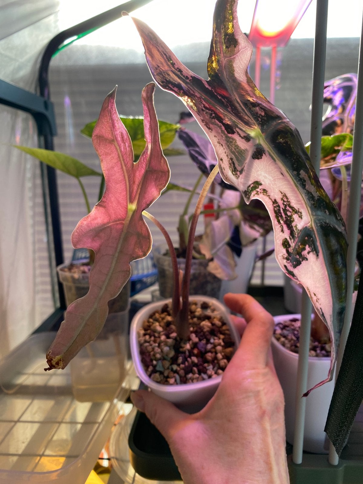 Alocasia nobilis pink variegata corms, Tuin en Terras, Ophalen of Verzenden, Volle zon