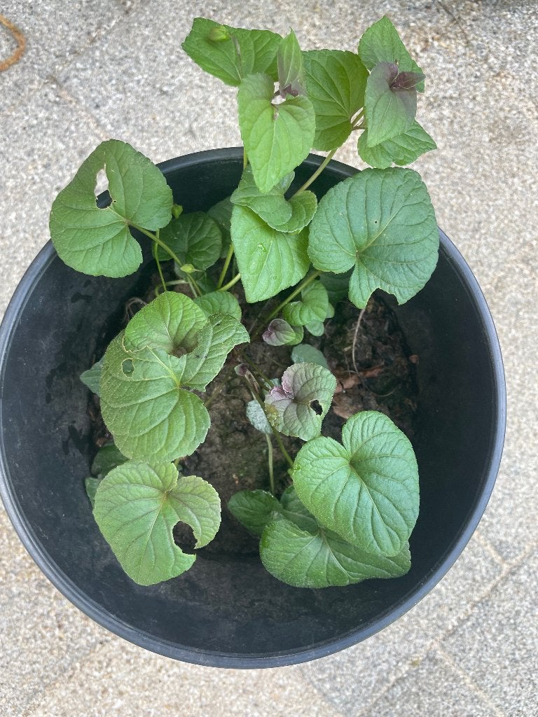 Te koop: donkerbladig viooltje, Vaste plant, Volledige schaduw, Lente, Ophalen