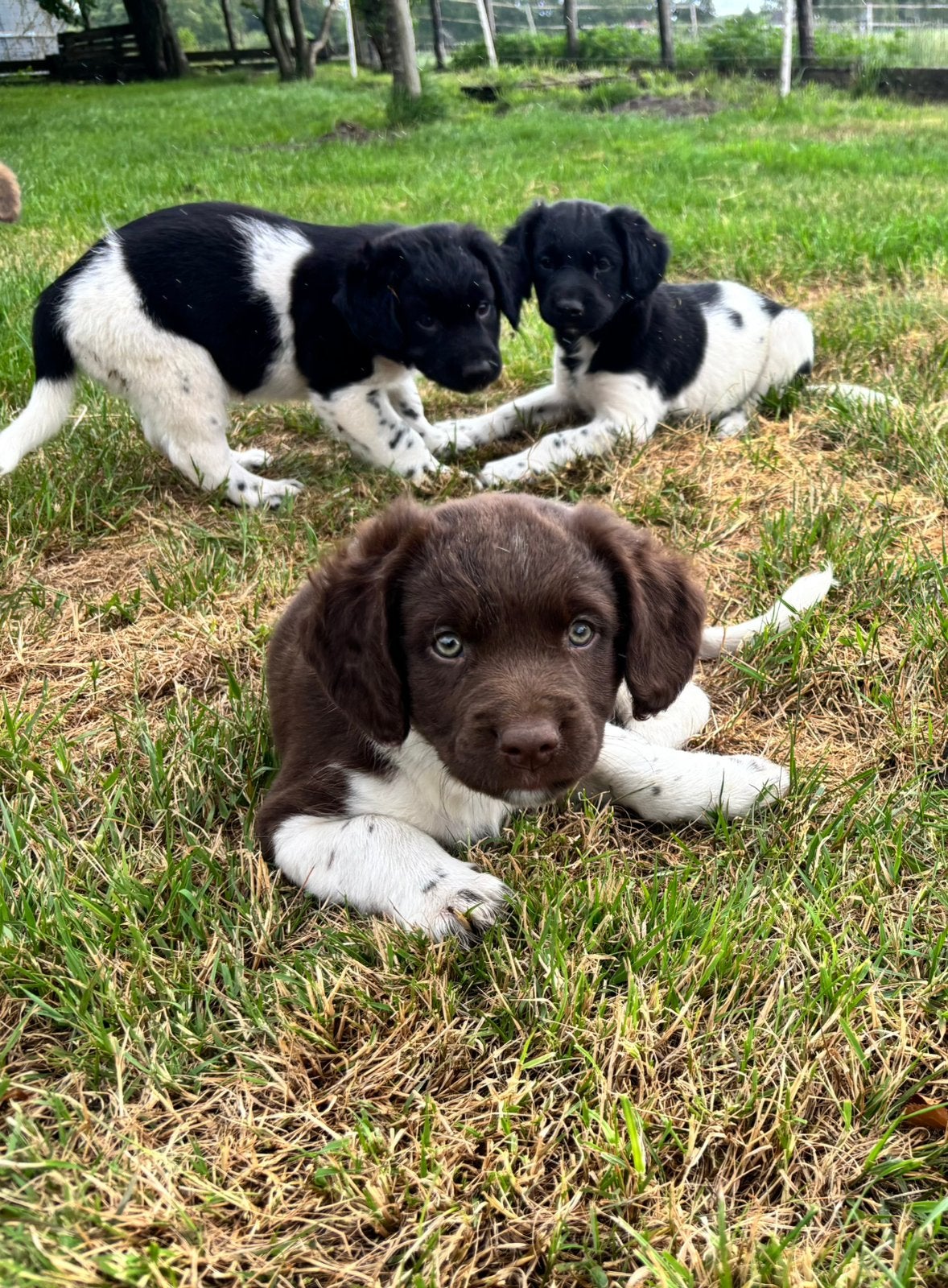 Lieve Friese Stabij pups / puppy’s: teefje en reutjes, Dieren en Toebehoren, Honden | Niet-rashonden, Parvo, 8 tot 15 weken, Meerdere