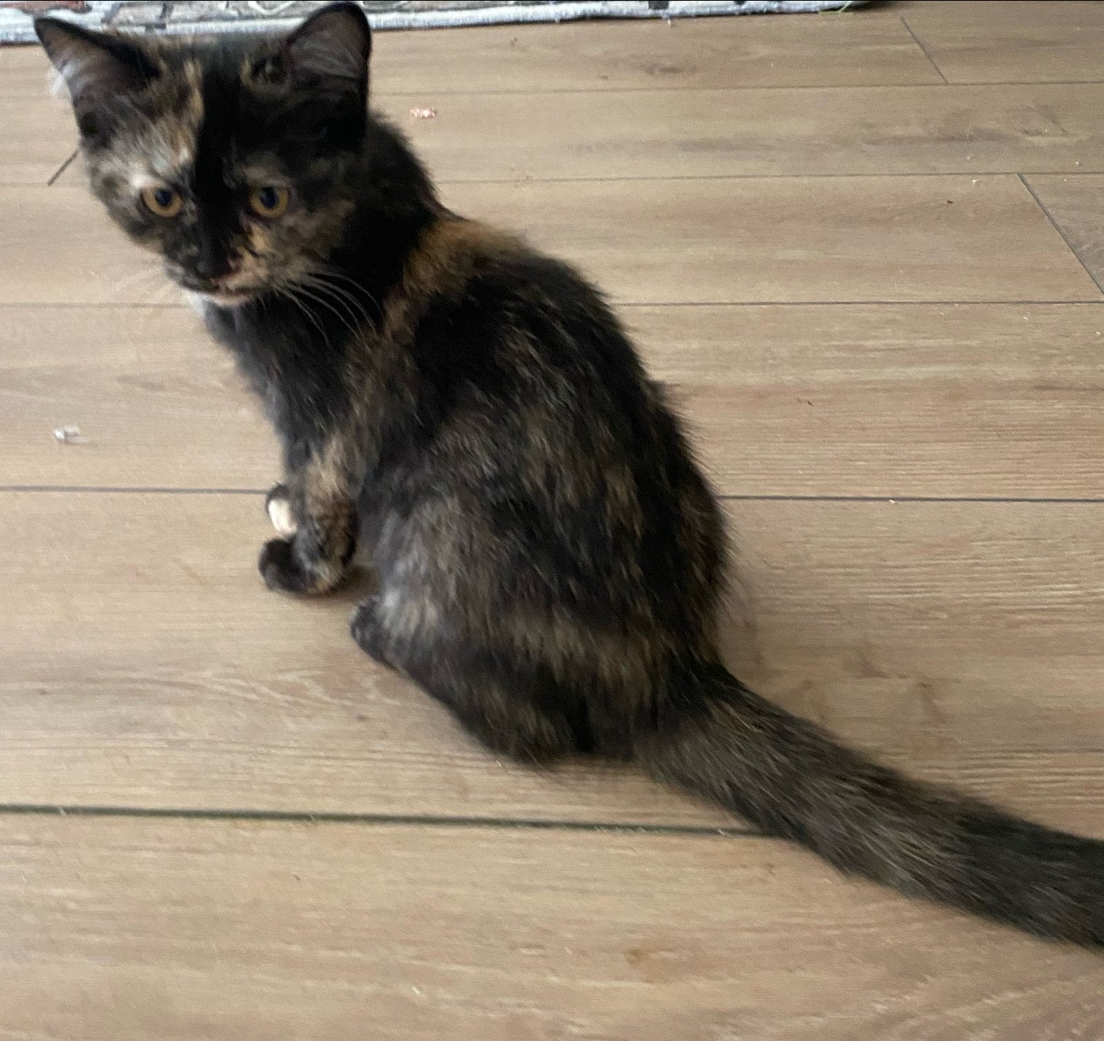 Britse korthaar kittens, Meerdere dieren, Kortharig, 0 tot 2 jaar
