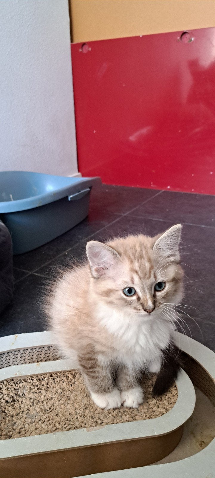 mink en solid ragdolls met stamboom, geboren 2 juli, Dieren en Toebehoren, Meerdere dieren, Met stamboom, 0 tot 2 jaar