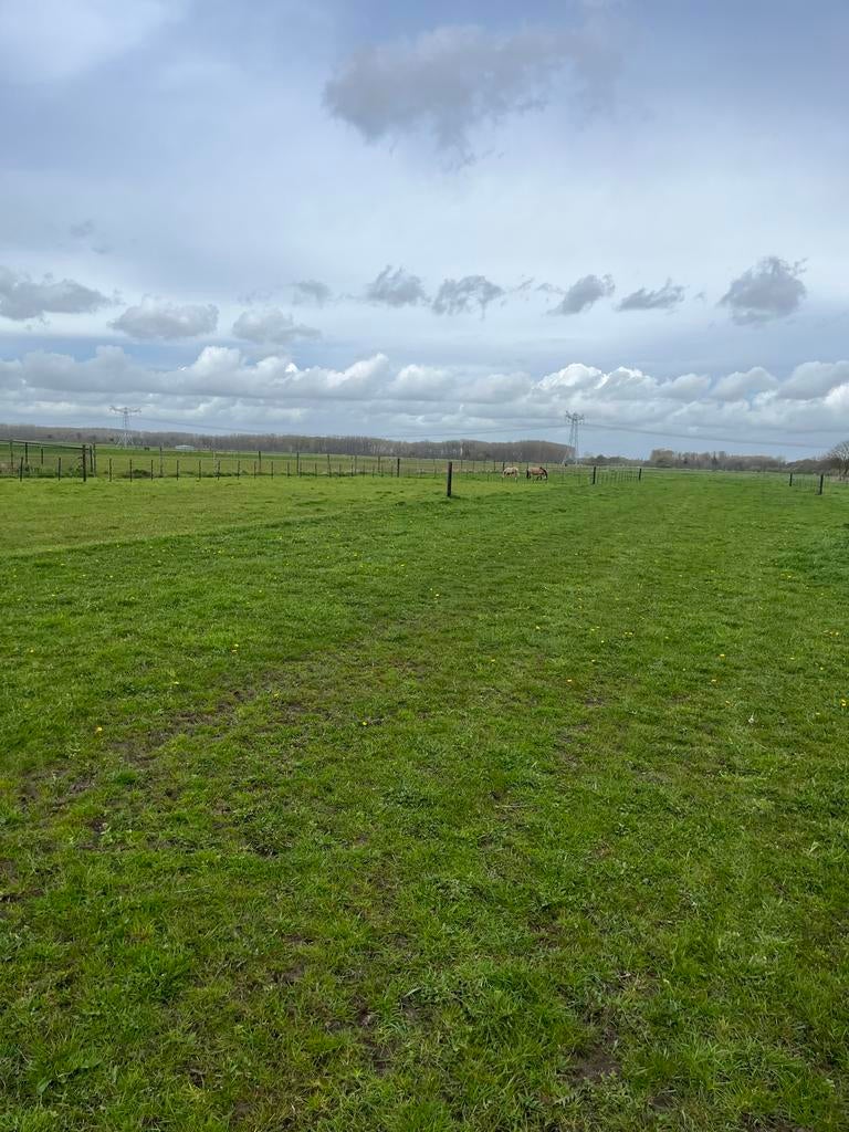 Weidegang aangeboden., Dieren en Toebehoren, Stalling en Weidegang, Weidegang