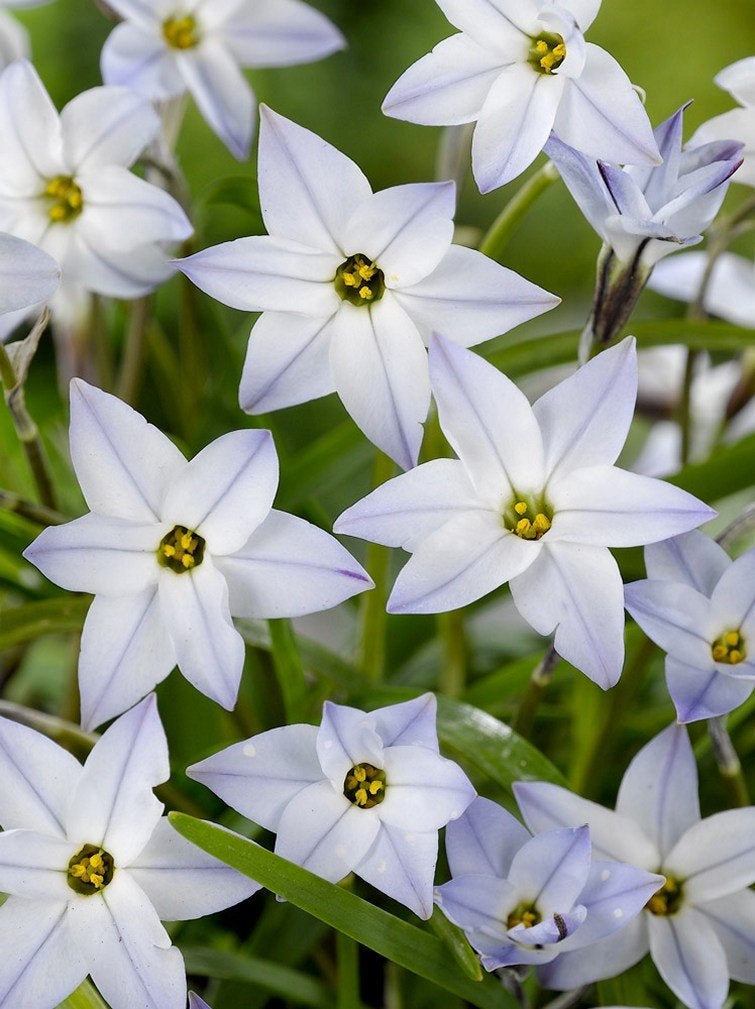 bloembollen Ipheion uniflorum, Ophalen of Verzenden, Najaar, Volle zon, Bloembol