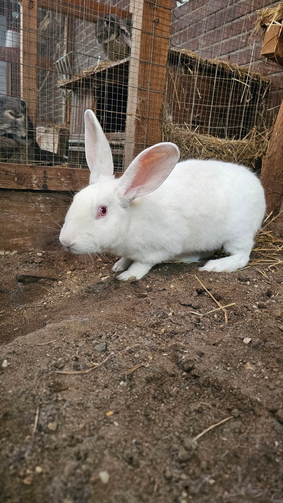 Lief, spierwit konijn te koop aangeboden., Dieren en Toebehoren, Konijnen, Mannelijk