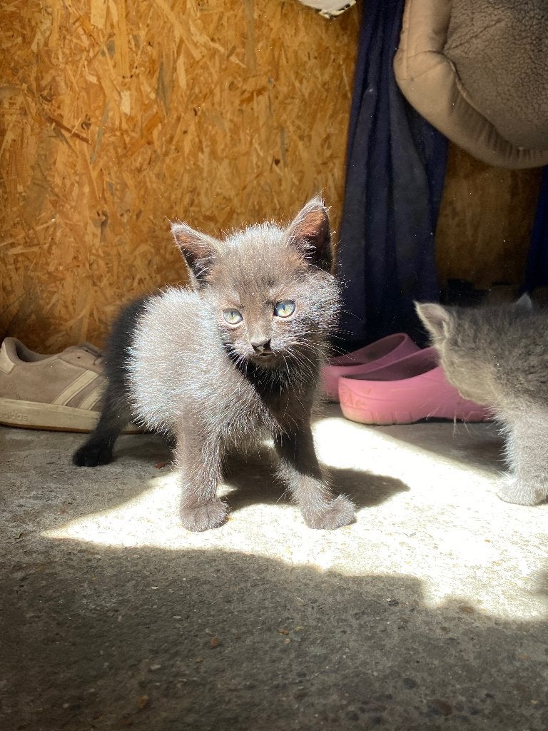 Britse korthaar kittens te koop, Meerdere dieren, Ontwormd, 0 tot 2 jaar