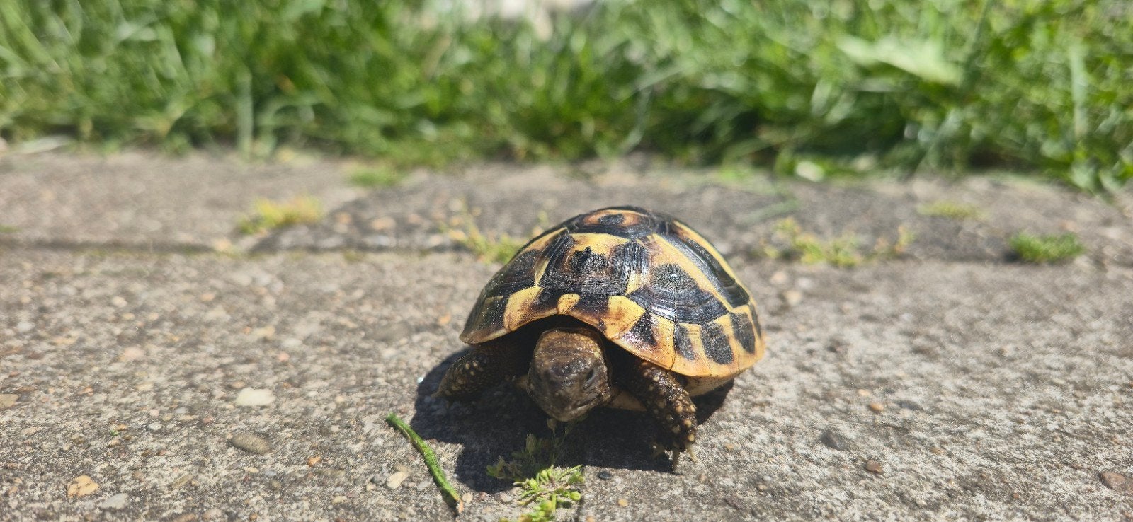 Griekse Landschildpad (Testudo Hermanni) 2025 te koop. Tortoise - unknown for sale from Friesland Exotics