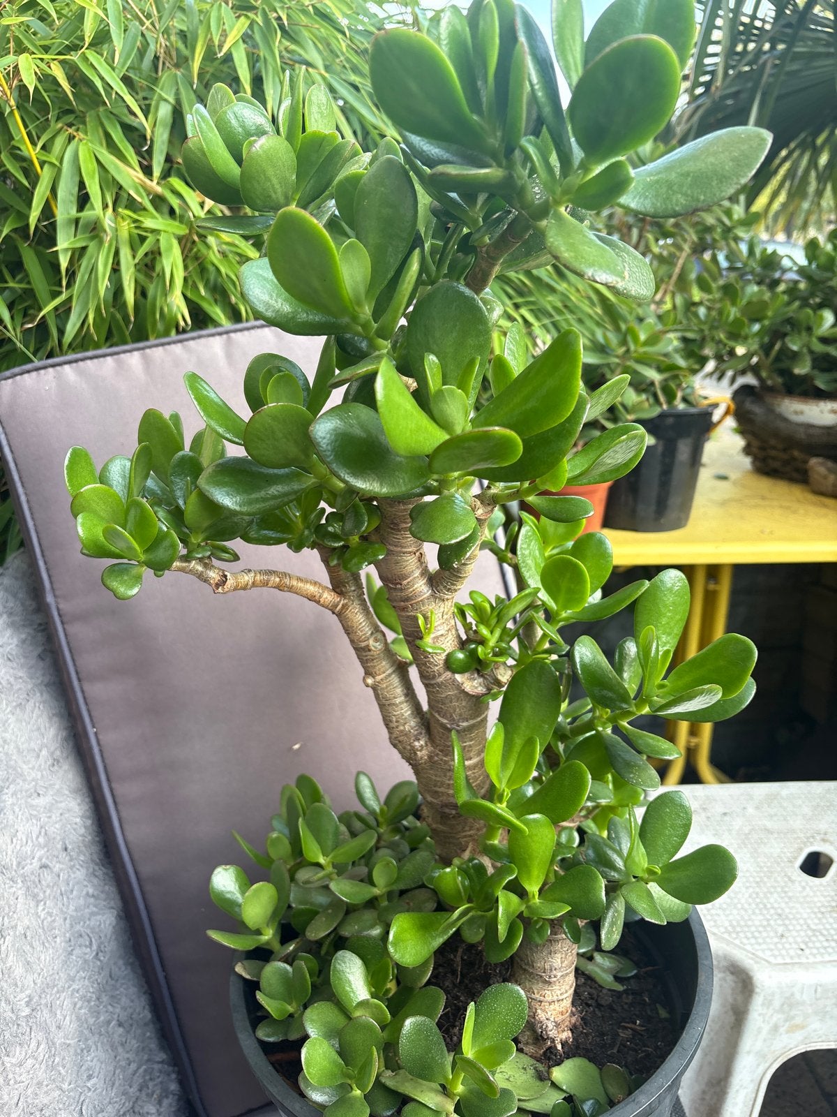 Crassula Ovata - Jadeplant - Geldboom, Volle zon, Vaste plant, Bloeit niet, Ophalen