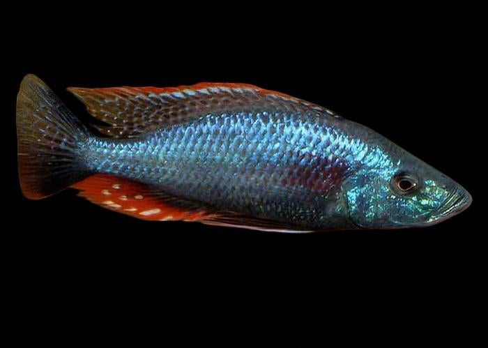 Malawi Cichliden: Dimidiochromis strigatus, Dieren en Toebehoren, Vis, Zoetwatervis