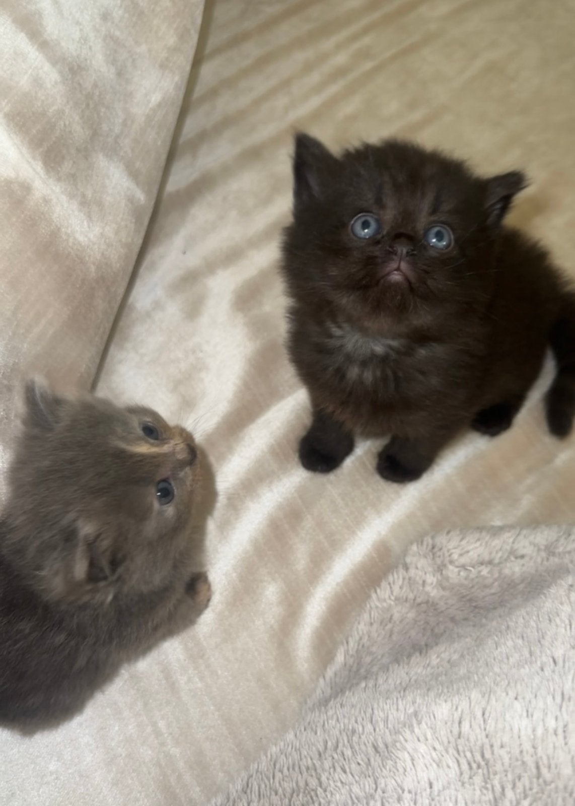 Kittens van perzische mama, Dieren en Toebehoren, Katten en Kittens | Raskatten | Langhaar, Geslacht onbekend, 0 tot 2 jaar