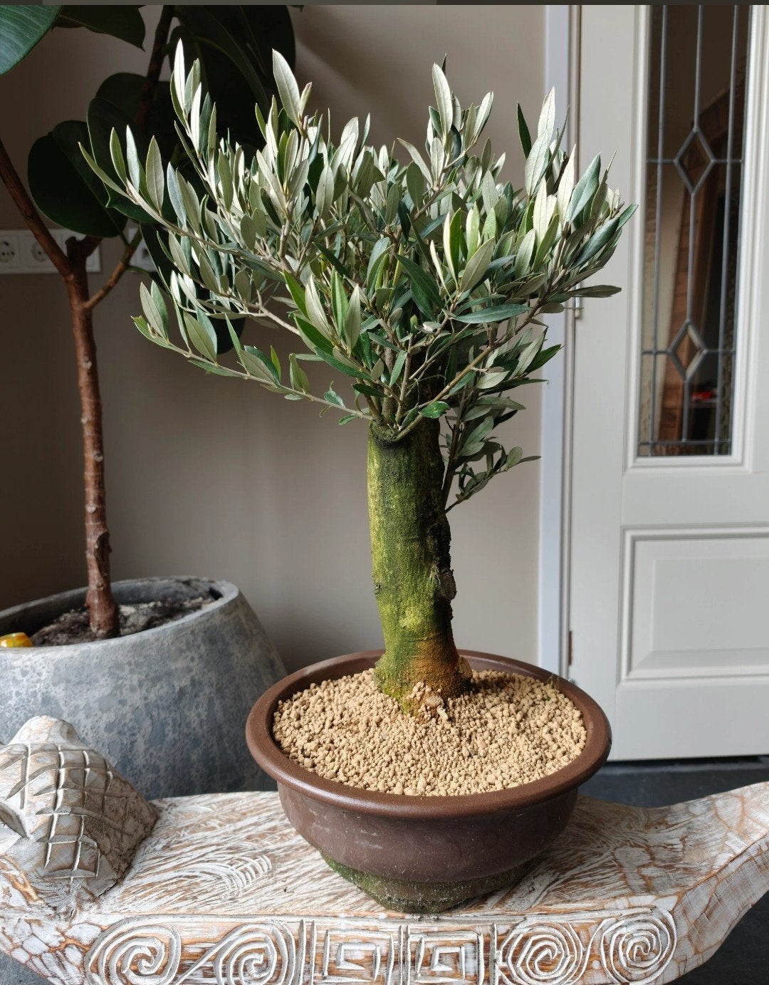 Olea Europaea 'Olijf' Bonsai 50cm, Bloeit niet, Overige soorten, Minder dan 100 cm, Ophalen
