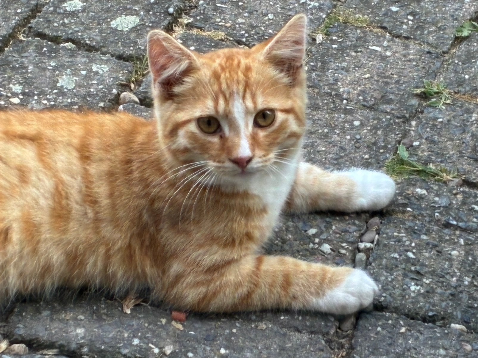 Prachtig katertje, Kater, Kortharig, 0 tot 2 jaar