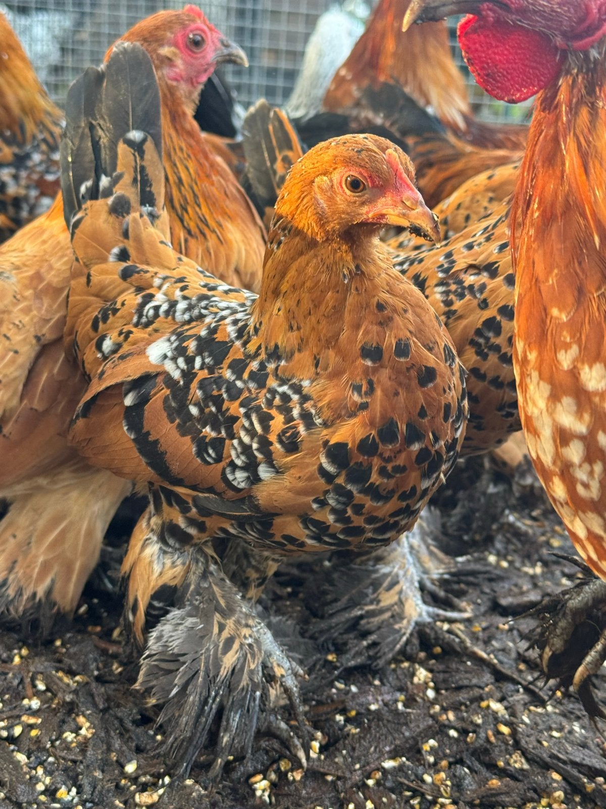 sabelpoot sabelpootkriel krielkip kippen  rood porselein, Kip