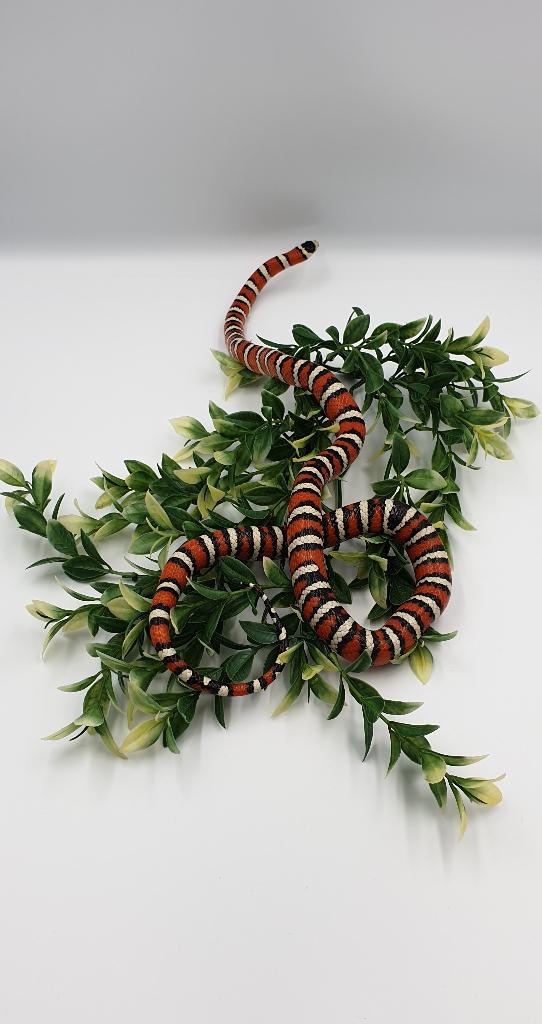 Lampropeltis pyromelana pyromelana Kingsnake - unknown for sale from Lampro