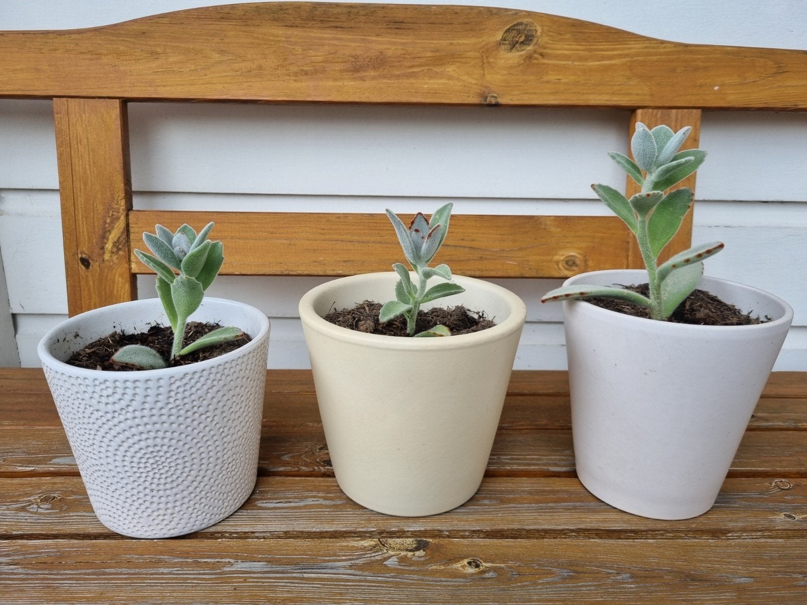 Kalanchoe Tomentosa vetplant in pot €4,- per plant, Ophalen, Vetplant, Halfschaduw, In pot